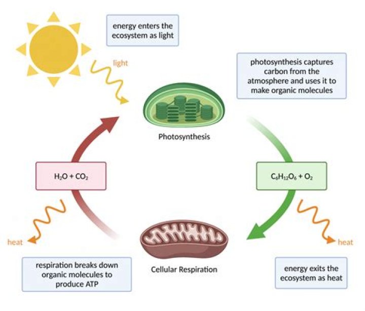 What is the process that releases energy from food?