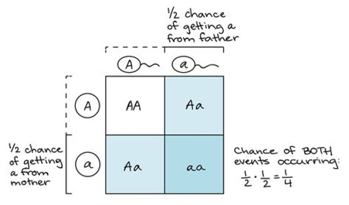 What is the product rule in biology?