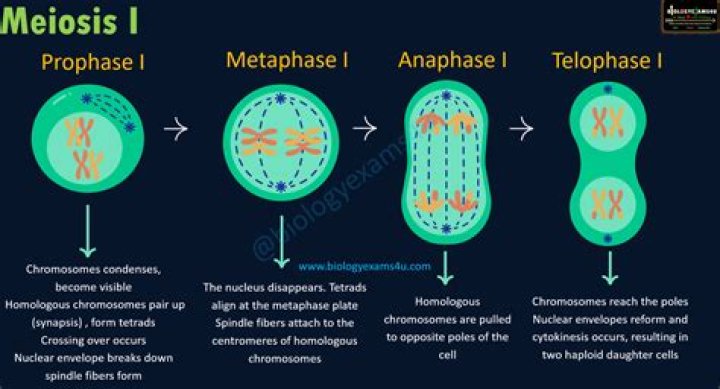 What is the purpose of meiosis I?