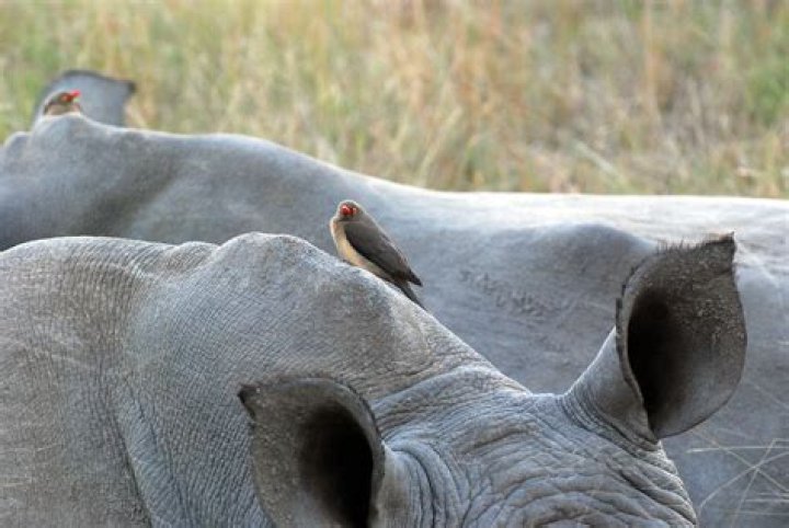What is the relationship between Oxpecker and a rhino?
