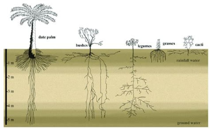 What is the root system of a jacaranda tree?