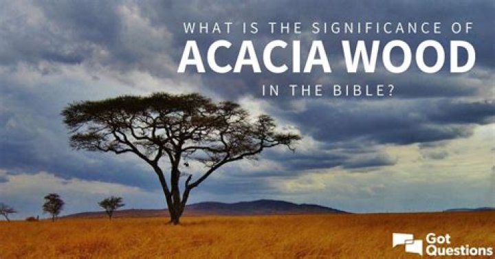 What is the significance of acacia wood in the Bible?