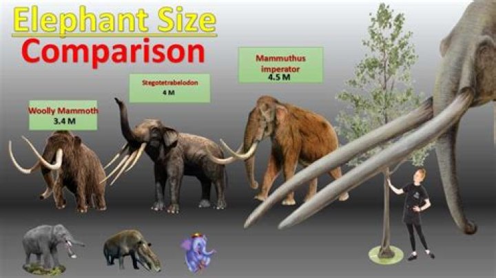 What is the size of an airplane tray table?