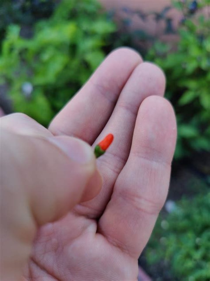 What is the smallest pepper in the world?