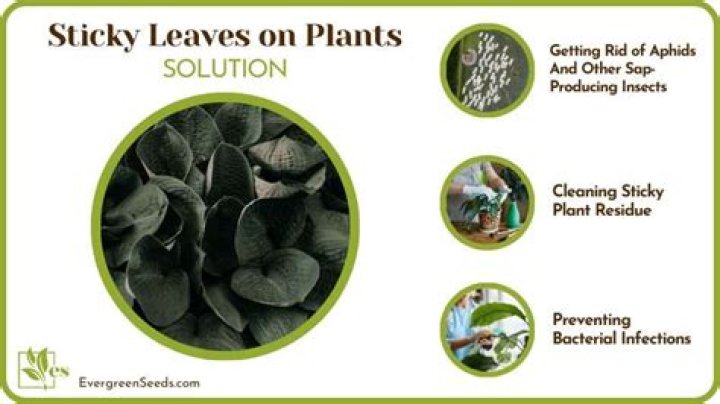 What is the sticky substance on my plant?