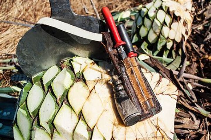 What is the tool used to harvest agave called?