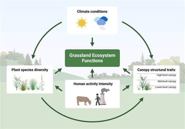 What is the top consumer in a food chain of grassland ecosystem?