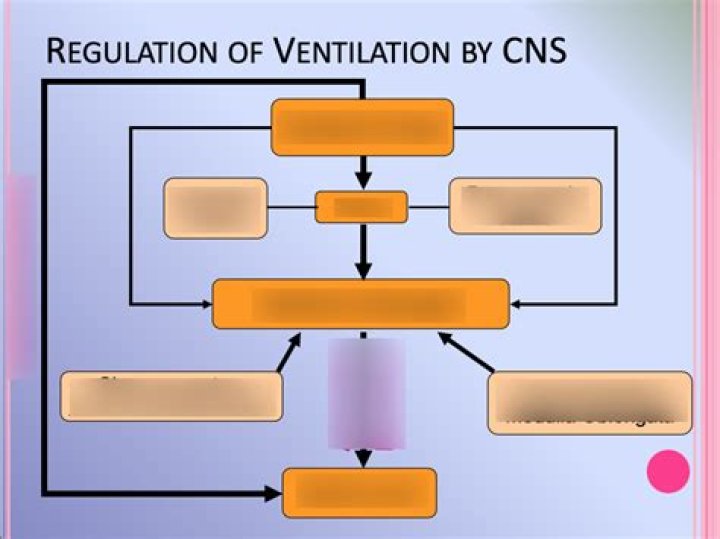 What is ventilation quizlet?