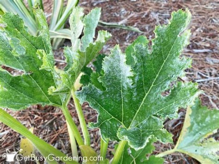 What is white powder on zucchini leaves?
