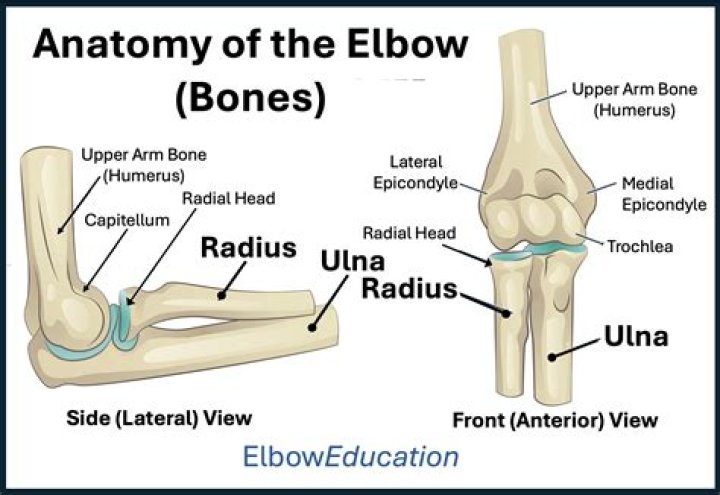 What is your elbow breadth?