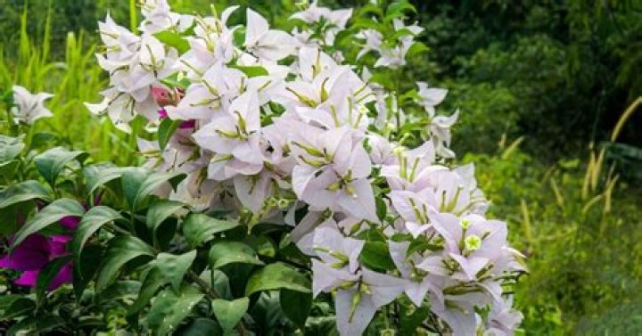What keeps eating my bougainvillea?
