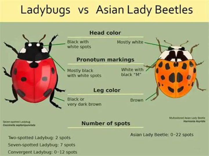 What kills Asian lady beetles?
