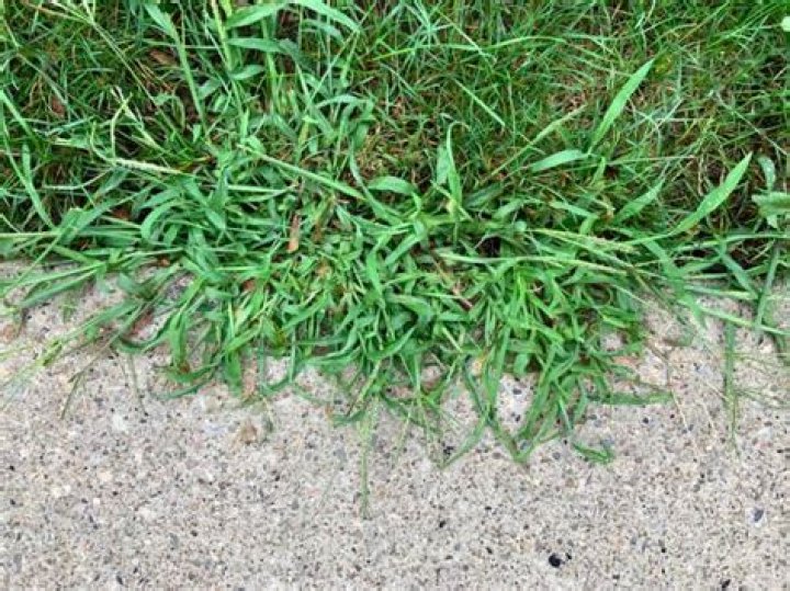 What kills crabgrass in Bermuda?