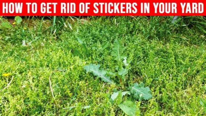 What kills stickers in the yard?