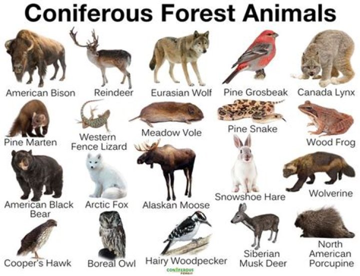 What kind of animals live in a coniferous forest?