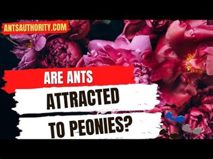 What kind of ants are attracted to peonies?