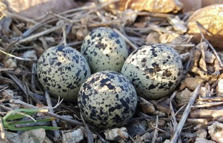 What kind of bird has tan eggs with brown spots?