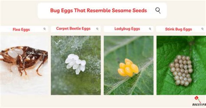 What kind of bug eggs look like sesame seeds?