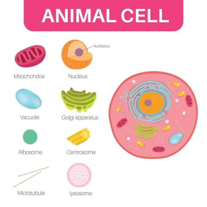 What kind of candy can I use for an animal cell?