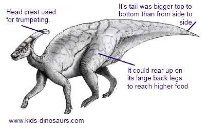 What kind of dinosaur has a bump on its head?