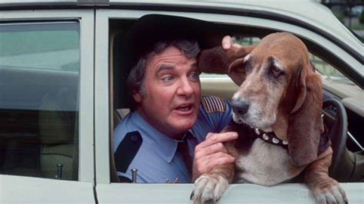 What kind of dog was flash on Dukes of Hazzard?