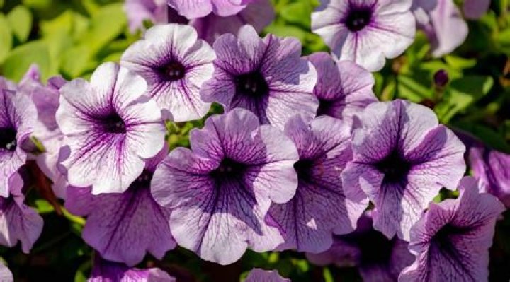 What kind of fertilizer do petunias need?