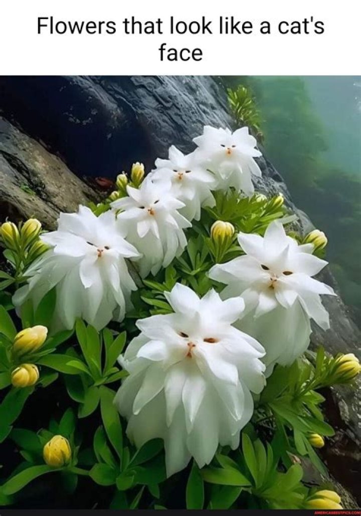 What kind of flower looks like a bell?