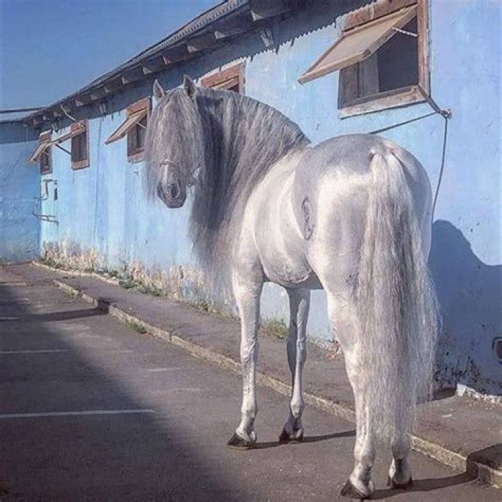 What kind of horse was silver?