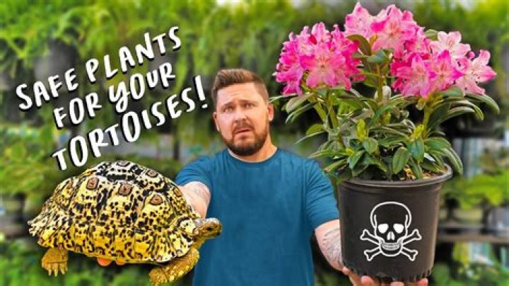 What kind of plants do desert tortoises eat?