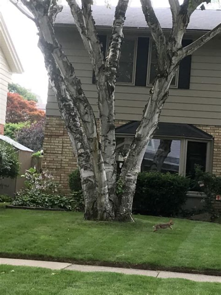 What kind of tree has multiple trunks?