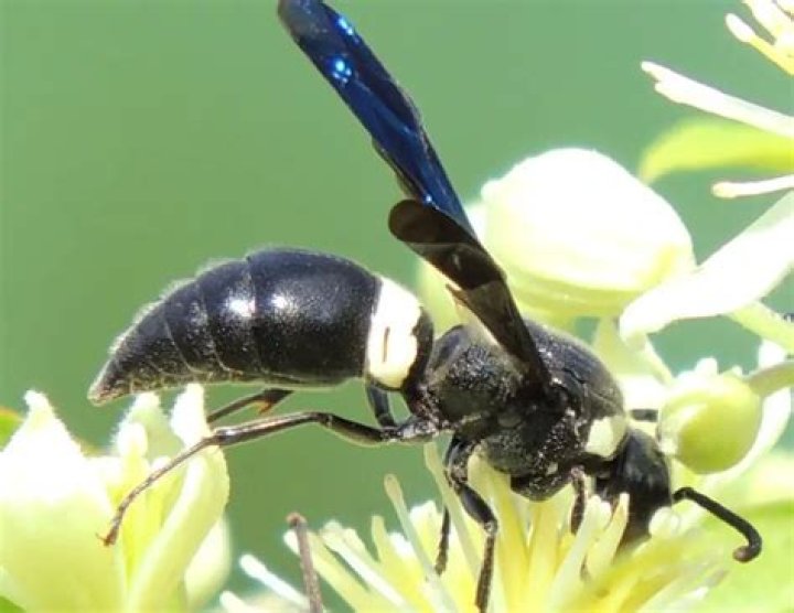 What kind of wasp is black with white stripes?