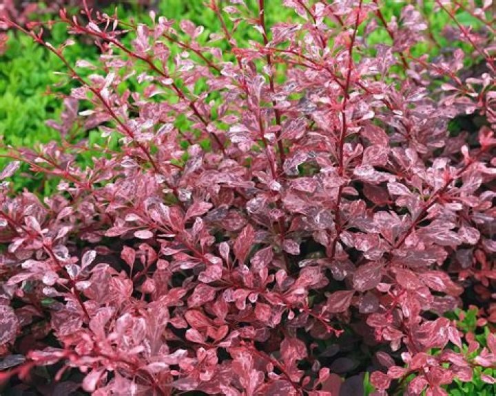 What looks good with barberry?
