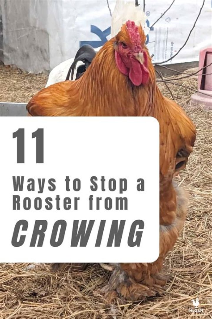 What makes a rooster stop crowing?