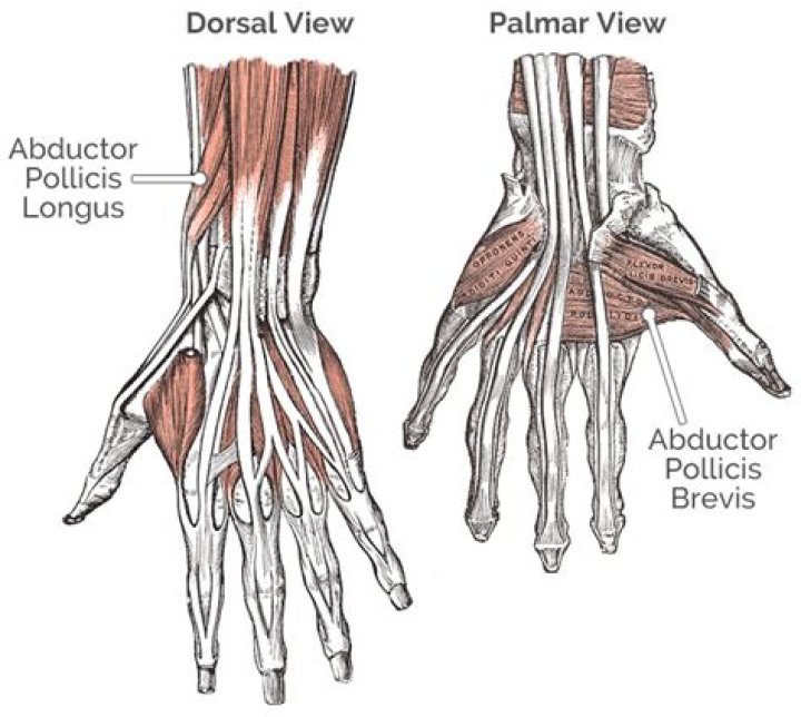 What muscle does thumb adduction?