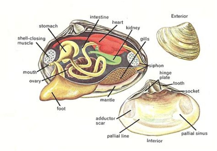 What muscles open and close clams?