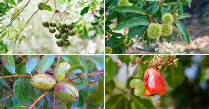 What nut trees grow in Florida?