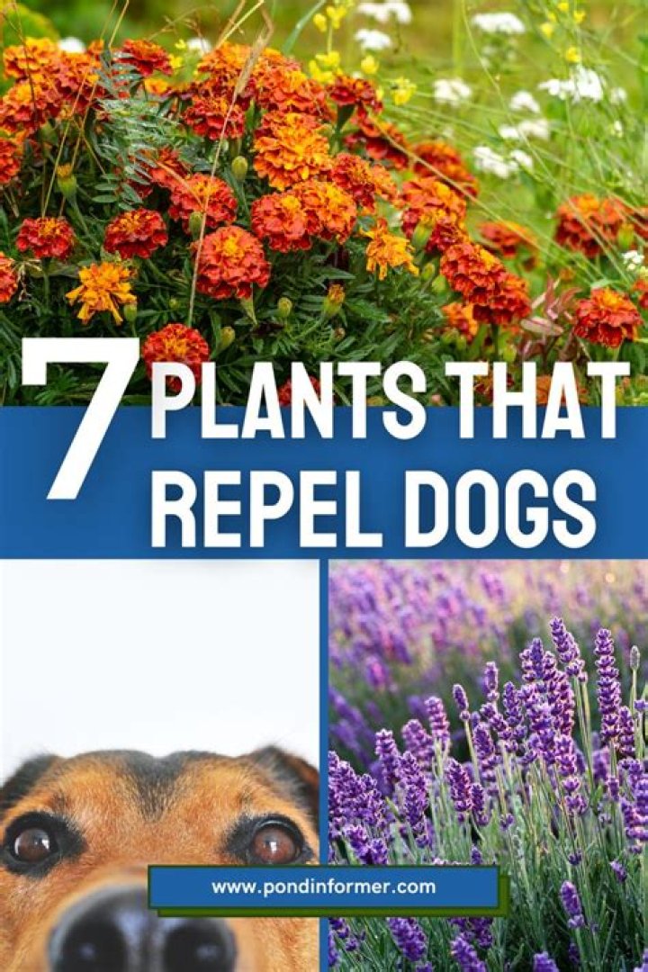 What odors repel dogs?