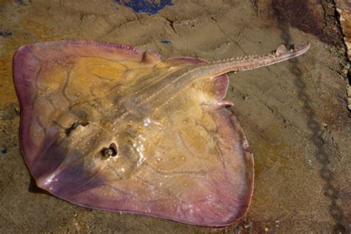 What part of a skate can you eat?