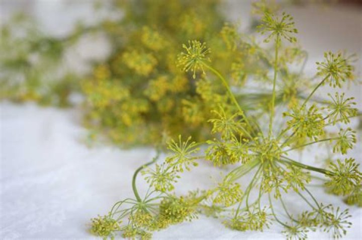 What part of dill plant do you use for pickles?