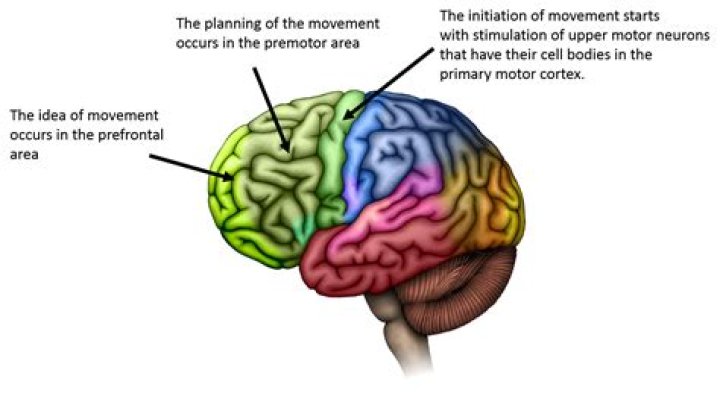 What part of the brain ensures that movements are coordinated?