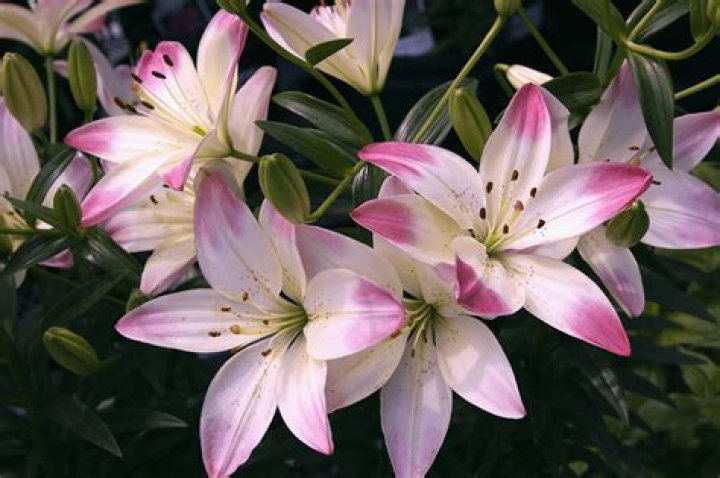 What pH do Lilies like?