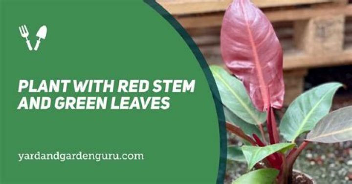 What plant has red stems and green leaves?
