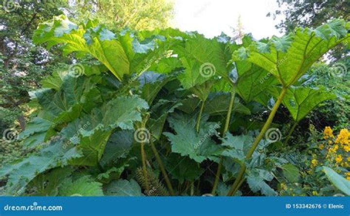 What plant looks like giant rhubarb?