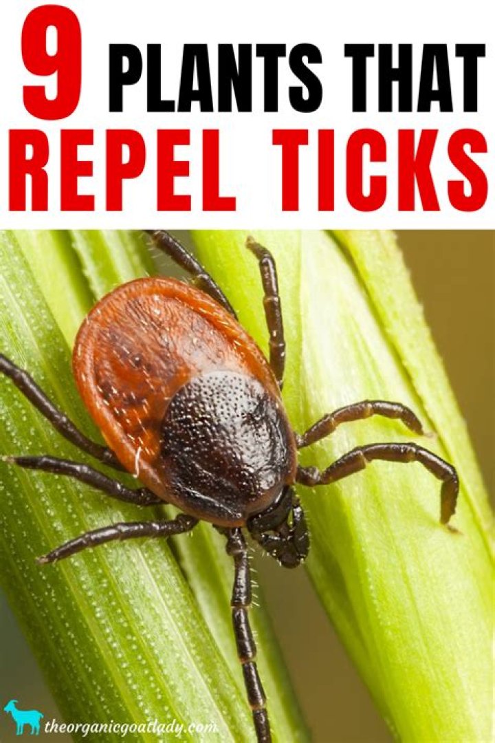 What plants attract ticks?