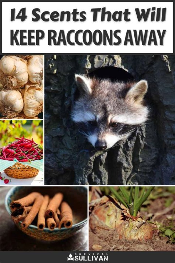 What plants keep raccoons away?