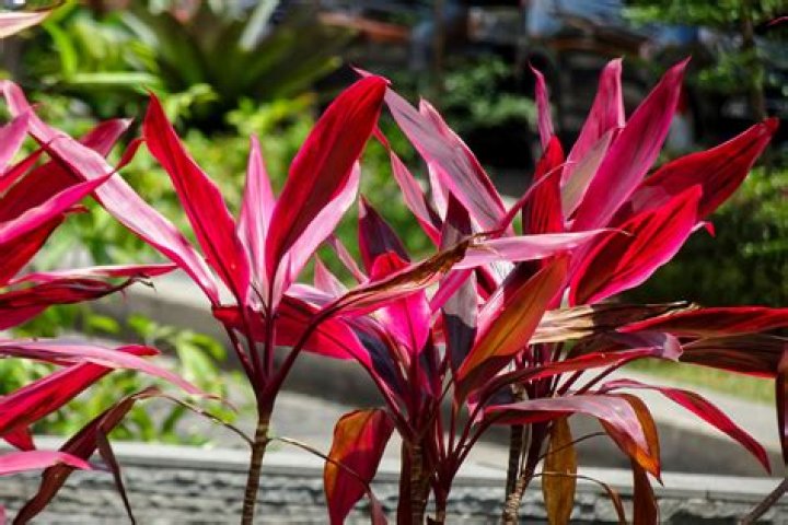 What plants look good with Cordylines?