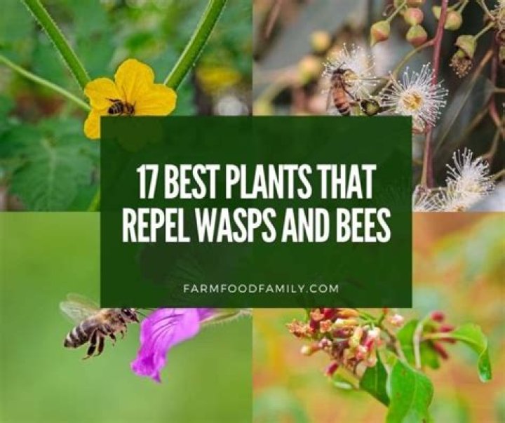 What plants repel bees and wasps?