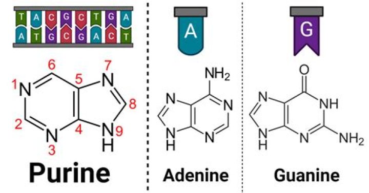 What prevents adenine from pairing with guanine?
