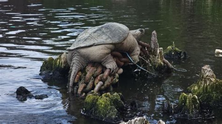 What preys on snapping turtles?