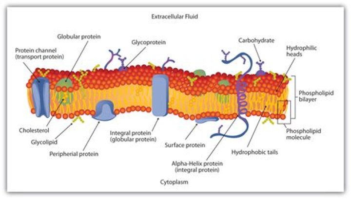 What protein transports lipids in the blood?